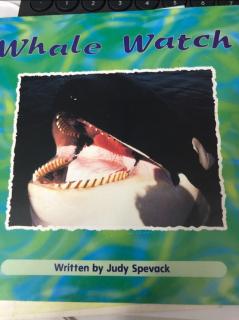 Whale Watch