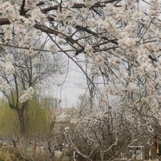 《梨花雨》作者：篱边问菊