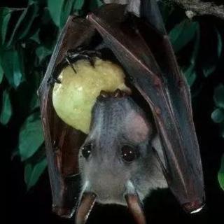 你见过喜欢吃水果的蝙蝠吗？
