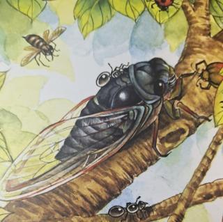《昆虫记》蜜蜂——采脂蜂2