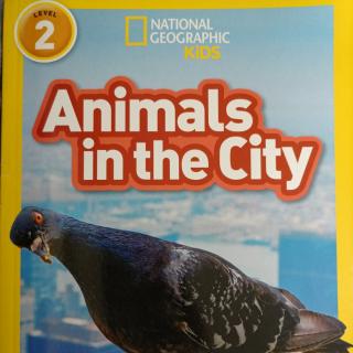 地理杂志2 Animals in the City