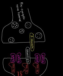 Neuroligin and synapses