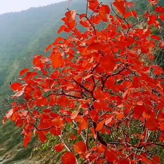 醉美的秋天——姜文/诗，梅花/朗读