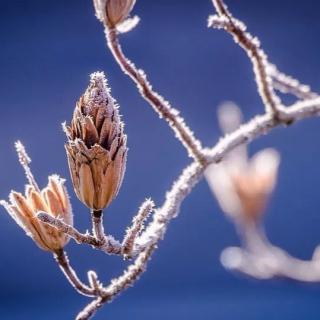 立冬：让我们一起守候来年的春暖花开