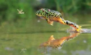 《会飞的青蛙》4.意外地成为了会飞的青蛙