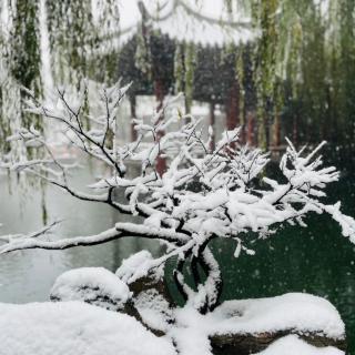 今夜，听一场雪落的声音  文／农夫唐行雨