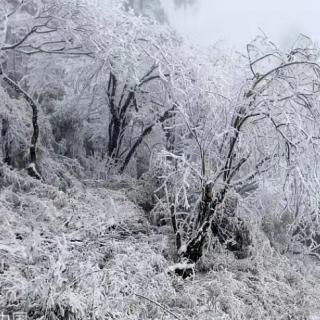 雪花在故乡的天空飘洒