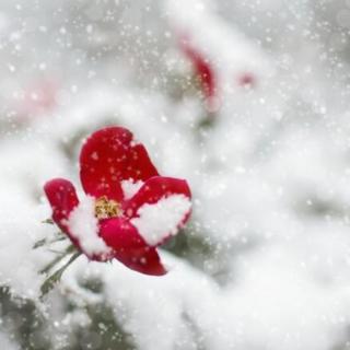 《立冬的雪》作者：潺潺流水