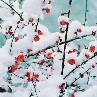 《雪》 鲁迅