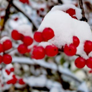 《喜欢雪花飘飘的冬天》作者雨霏霏·朗诵紫萝兰