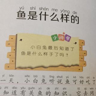 鱼是什么样的