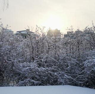 《陽明先生年譜》一