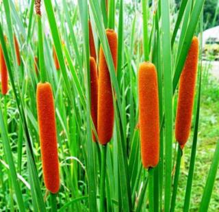 蒲草蒲草韧如丝磐石无转移