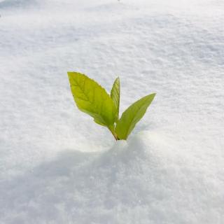 颠覆这场白中白……枝子