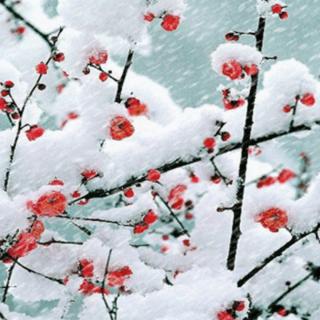 《大雪中的中国》节选作者/欧震，朗诵/木子
