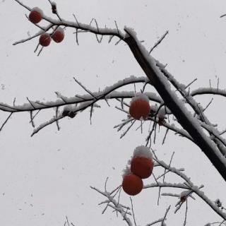 《雪花的快乐》作者/徐志摩   诵读/月下水莲