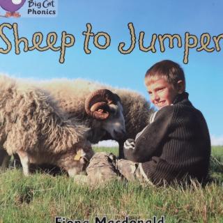 Big cat-Sheep to jumper