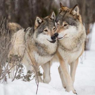 小狗丹尼尔166：两只小狼的困难丨罐子姐姐童话