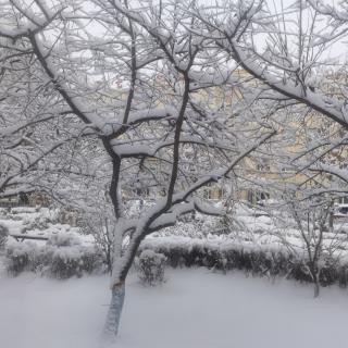 《雪》作者/冰心 诵读/锦绣花开