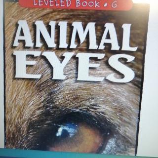 Animal Eyes