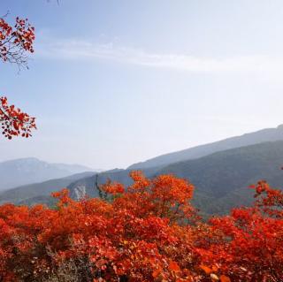 苏幕遮·怀旧
            宋 范仲淹