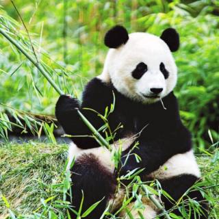 十万个为什么|大熊猫被称为国宝