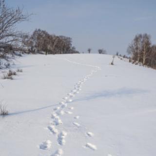 雪地里有行深深的脚印   诗酒年华