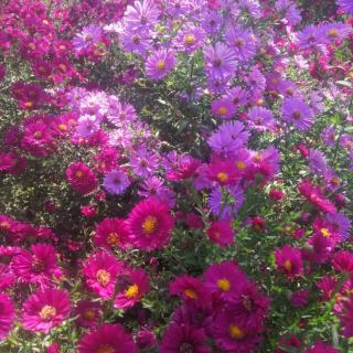 愿你每天醒来，阳光和幸福都在 作者春暖花开 来源雨蝶百草园