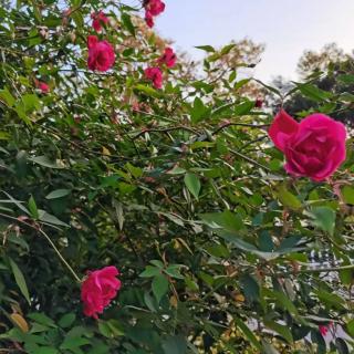 《明月逐人来•冬暖蔷薇开》文 浩洋 诵 雪花飘飘