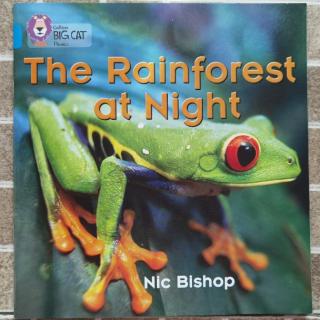 Big Cat-The Rainforest at Night