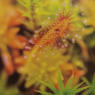 RE-A Sundew Plant