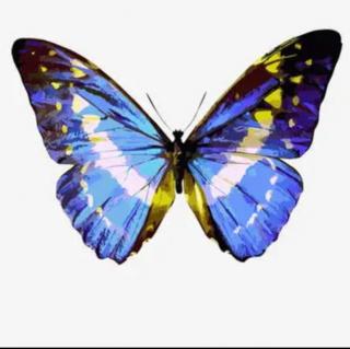 十万个为什么|蝴蝶的翅膀那么漂亮
