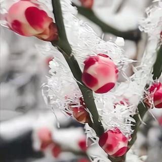 冰雪之约，梦圆冬天