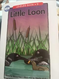 little loon