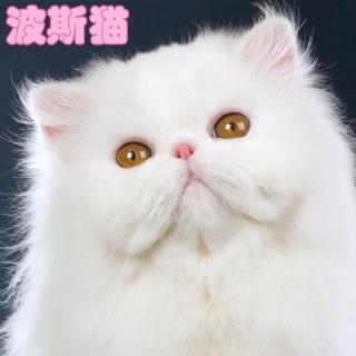 波斯猫