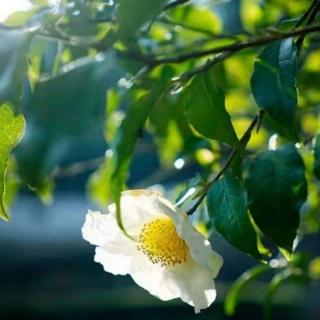 京瓷哲学    以节俭为本