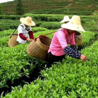 周轶养生茶：三款菊花配方茶