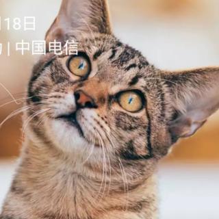 〔故事111〕园长妈妈晚安故事《小花猫的玩具》