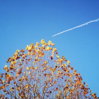 烟，与梨花的绝世情缘