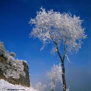 《七绝•雪舞枝白》文 浩洋 诵 雪花飘飘