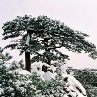 《十六字令•松》文 浩洋 诵 雪花飘飘