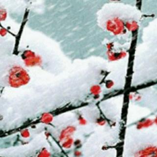 《我喜欢冬天》作者/雪小禅，朗诵/木子