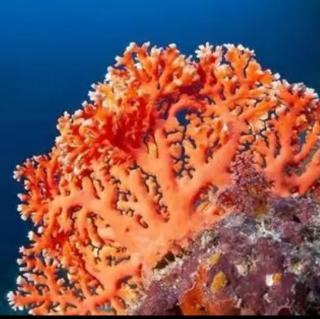 十万个为什么|珊瑚是动物