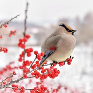 第34期诗朗诵：《鸟是树上的花朵》