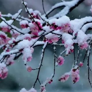 落雪听禅（节选）
作者‖刘曙光 诵读‖正亮