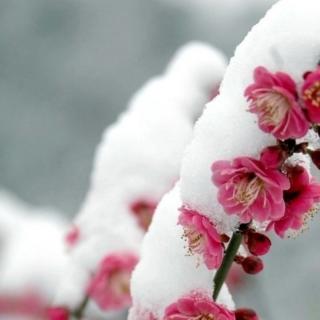 【百草园】大雪——迎一场瑞雪，待一个丰年
