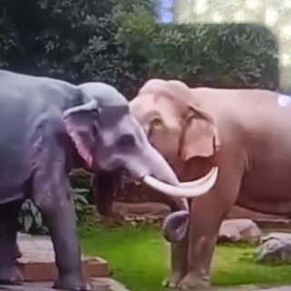 👂🏻大象的耳朵👂🏻