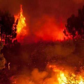 亚马逊丛林大火，指望非主流小巴去救火？