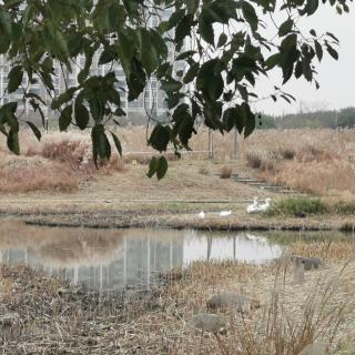 《中秋节江南雨中抒怀》王逸竹