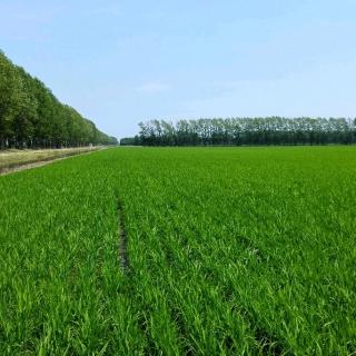 影响水稻产量的原因
